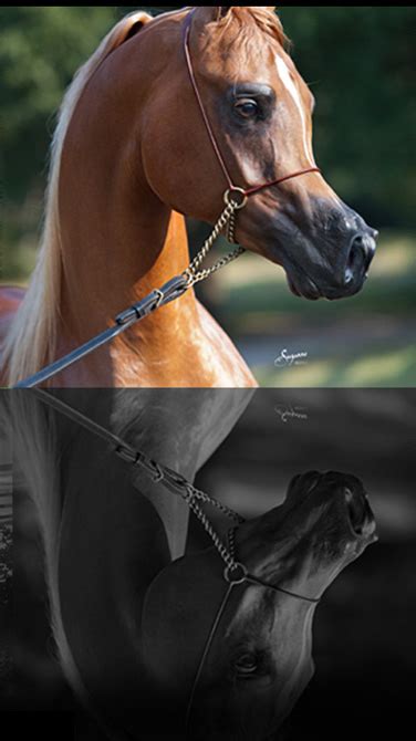 versace arabian stallion semen price|Versace stallion.